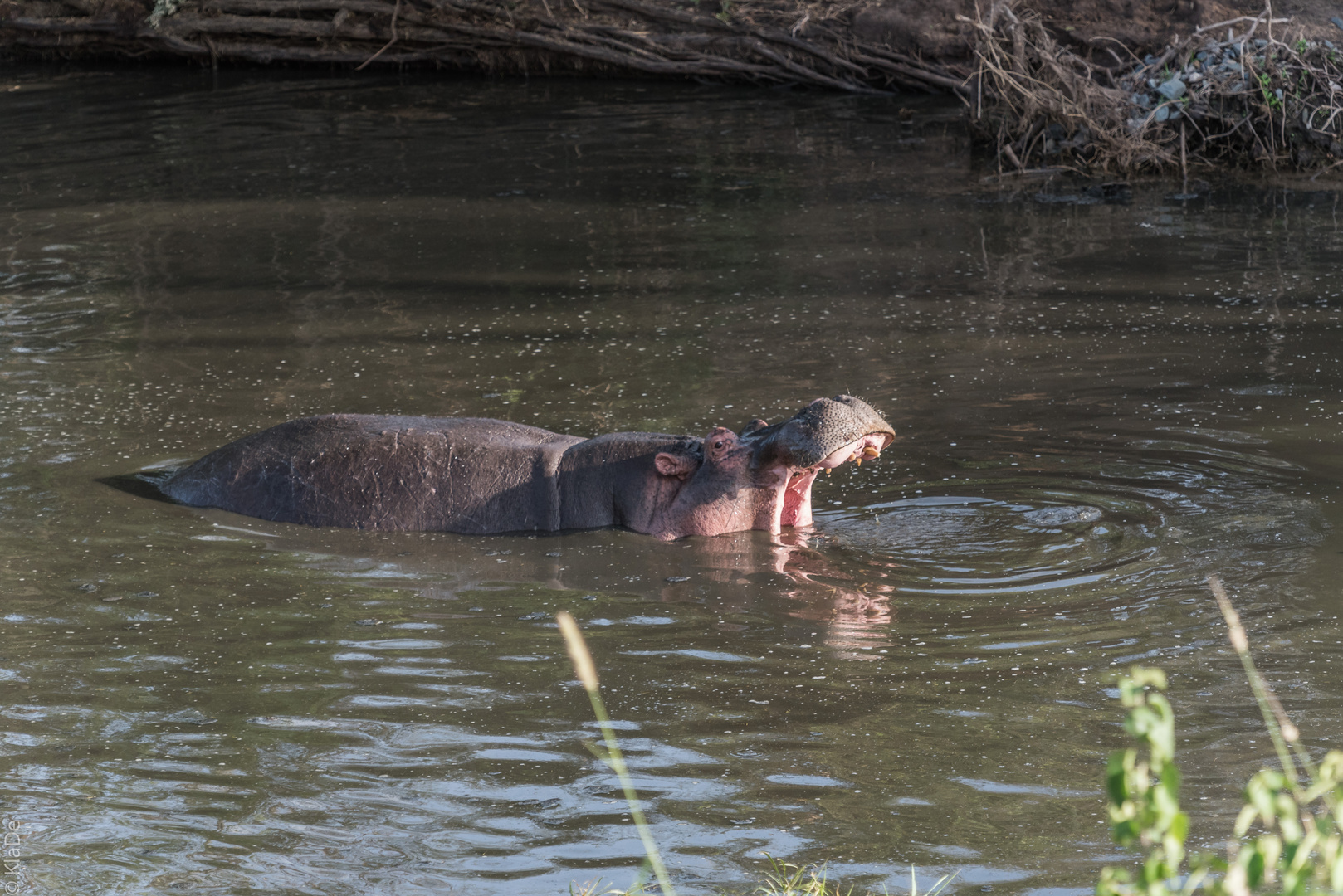 Tansania - Serengeti - Treiben der Hippos im Fluß