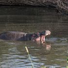 Tansania - Serengeti - Treiben der Hippos im Fluß