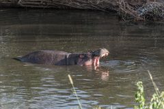 Tansania - Serengeti - Treiben der Hippos im Fluß