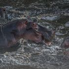 Tansania - Serengeti - Treiben der Hippos im Fluß