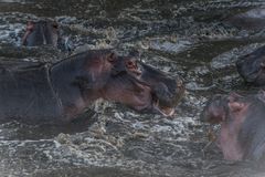 Tansania - Serengeti - Treiben der Hippos im Fluß