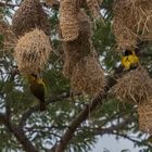Tansania - Serengeti - Webervögel beim Nestbau