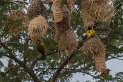 Tansania - Serengeti - Webervögel beim Nestbau