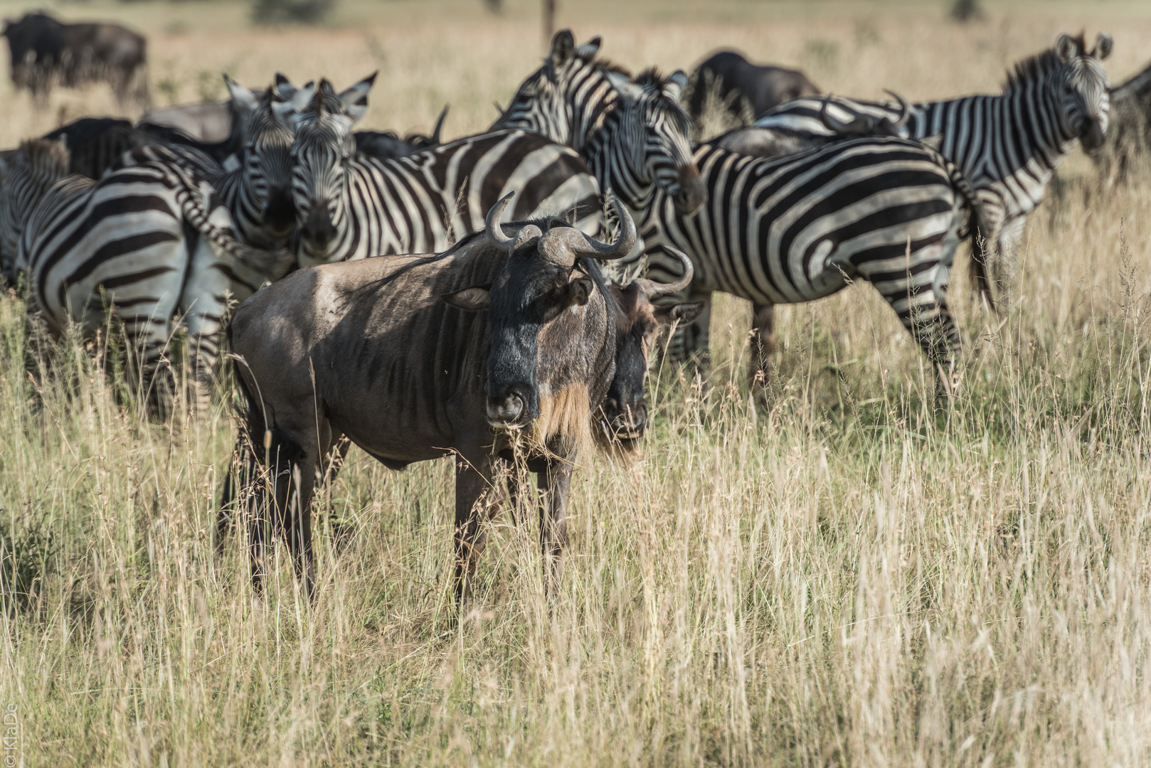 Tansania - Serengeti - Weißbart-Gnus