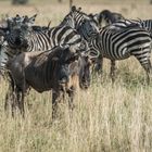 Tansania - Serengeti - Weißbart-Gnus