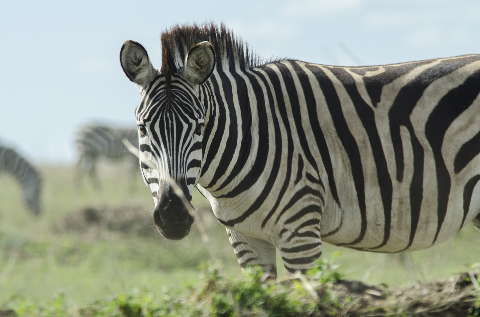 Tansania - Serengeti - Zebra 2014