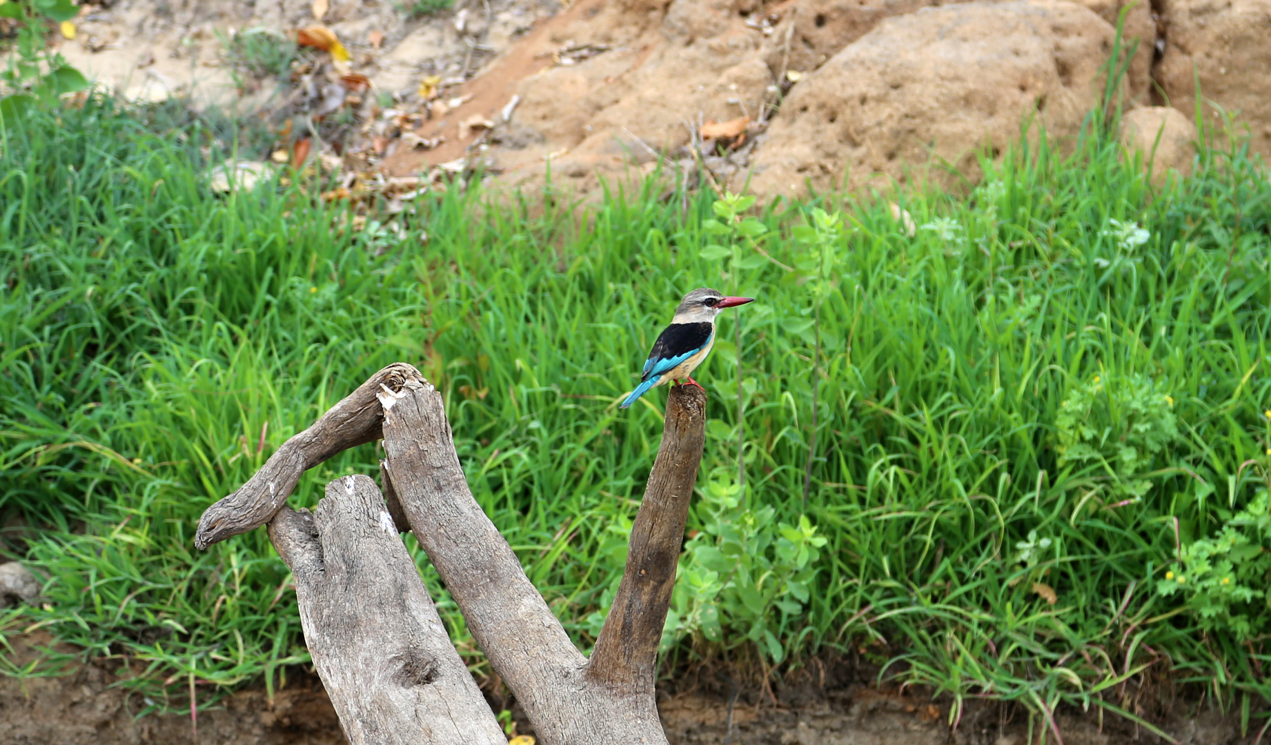 Tansania wildlife bird