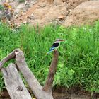 Tansania wildlife bird