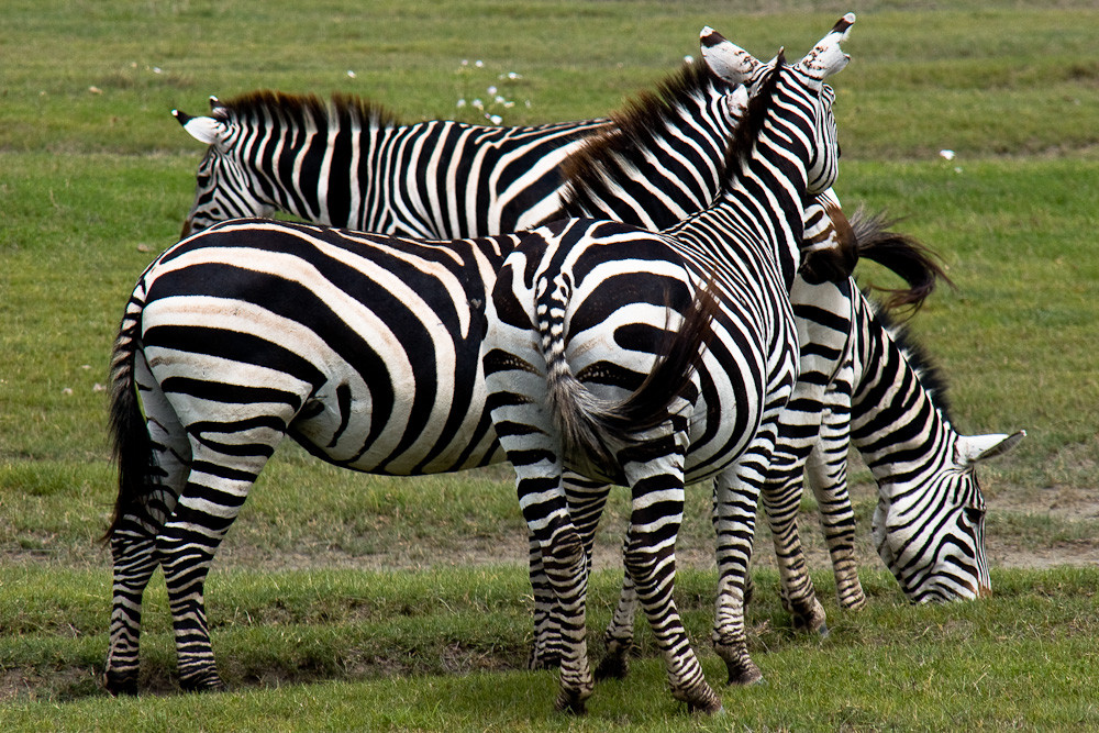 Tansania - Zebrastreifen