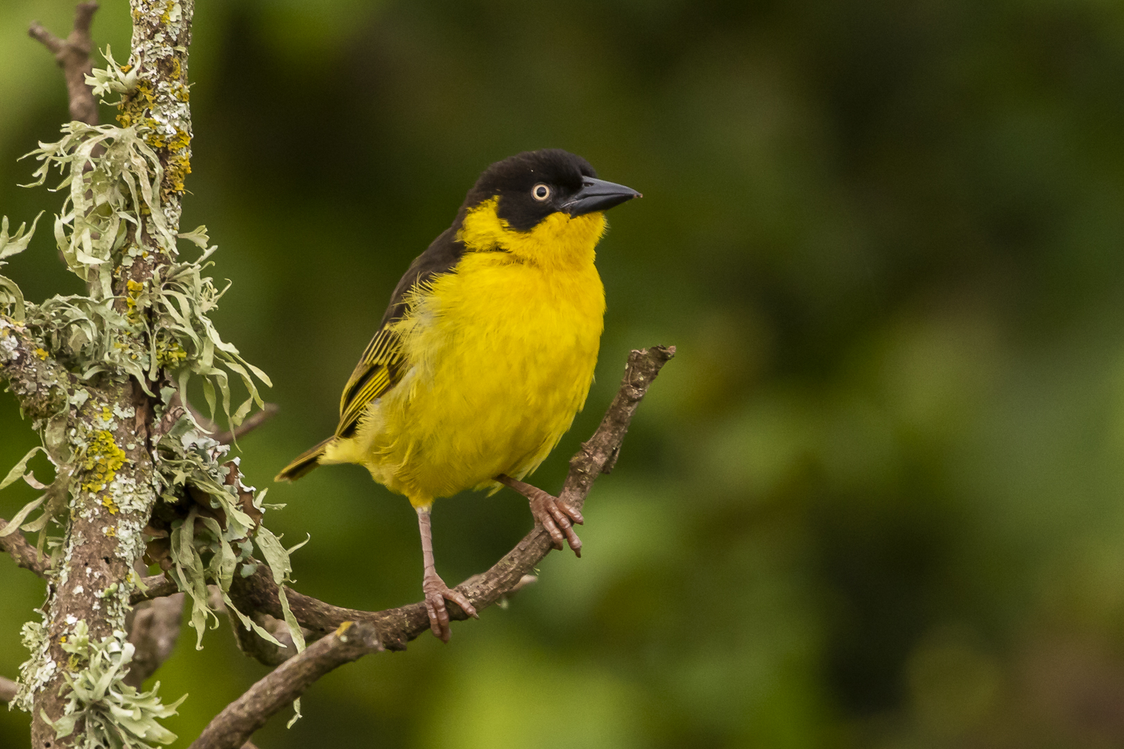 Tansanias Vogelwelt 1 - Baglafechtweber