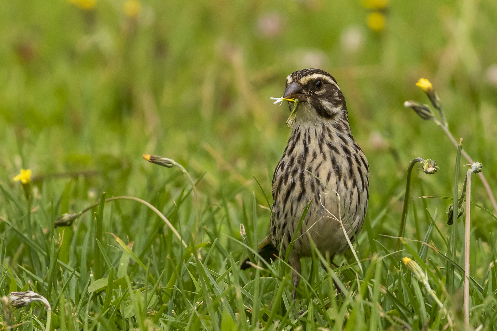 Tansanias Vogelwelt 2 - Strichelgirlitz