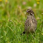 Tansanias Vogelwelt 2 - Strichelgirlitz