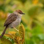 Tansanias Vogelwelt 3 - Farnzistensänger