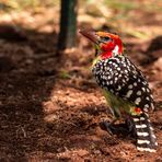 Tansanias Vogelwelt 6 - Flammenkopf-Bartvogel