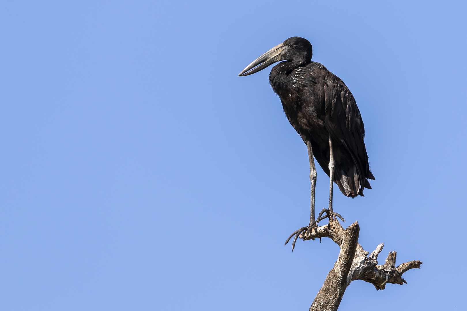 Tansanias Vogelwelt 8 - Mohrenklaffschnabel