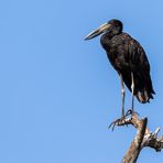 Tansanias Vogelwelt 8 - Mohrenklaffschnabel