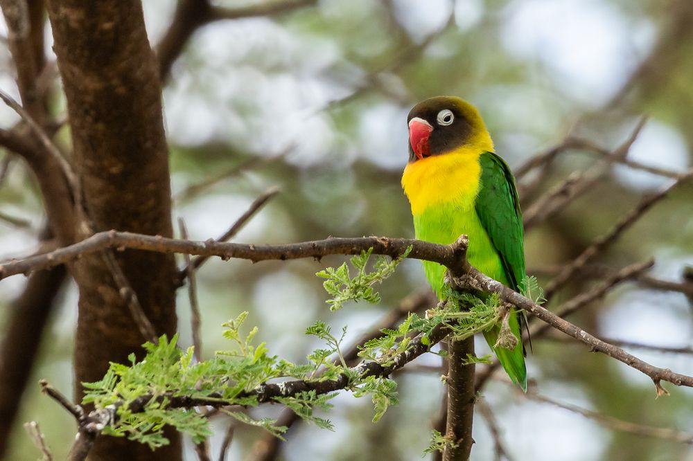 Tansanias Vogelwelt 9 - Schwarzköpfchen Foto &amp; Bild | natur, reisen