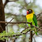 Tansanias Vogelwelt 9 - Schwarzköpfchen
