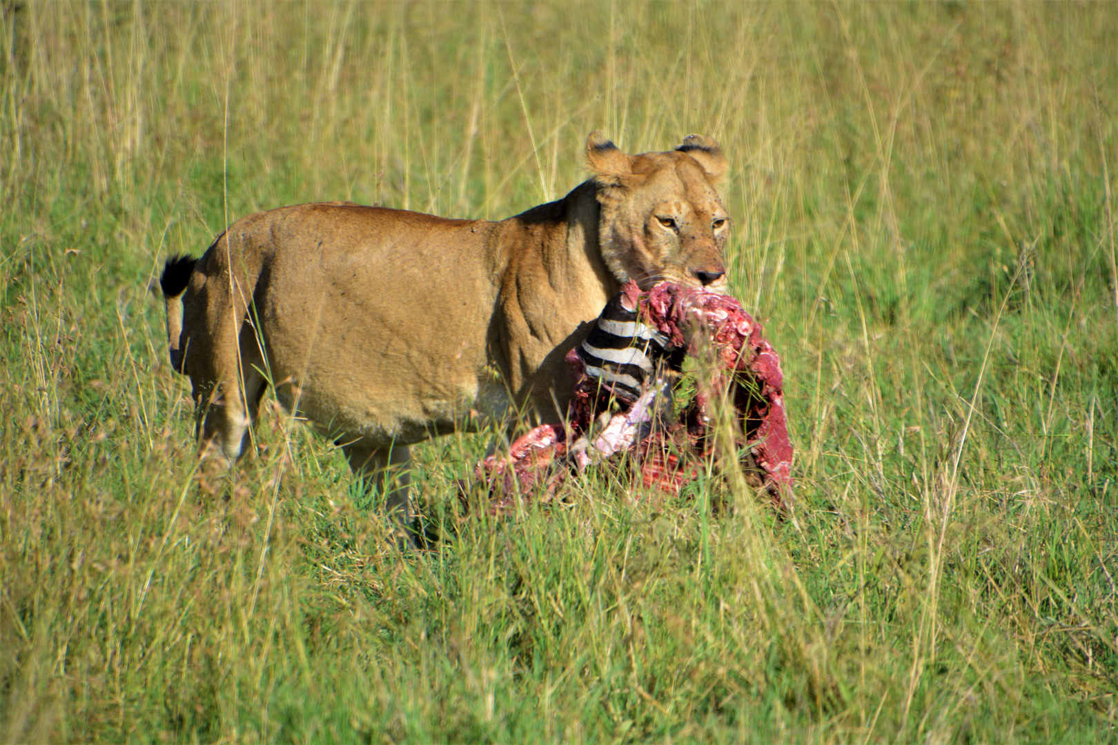 Tansania,Serengeti