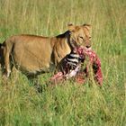 Tansania,Serengeti