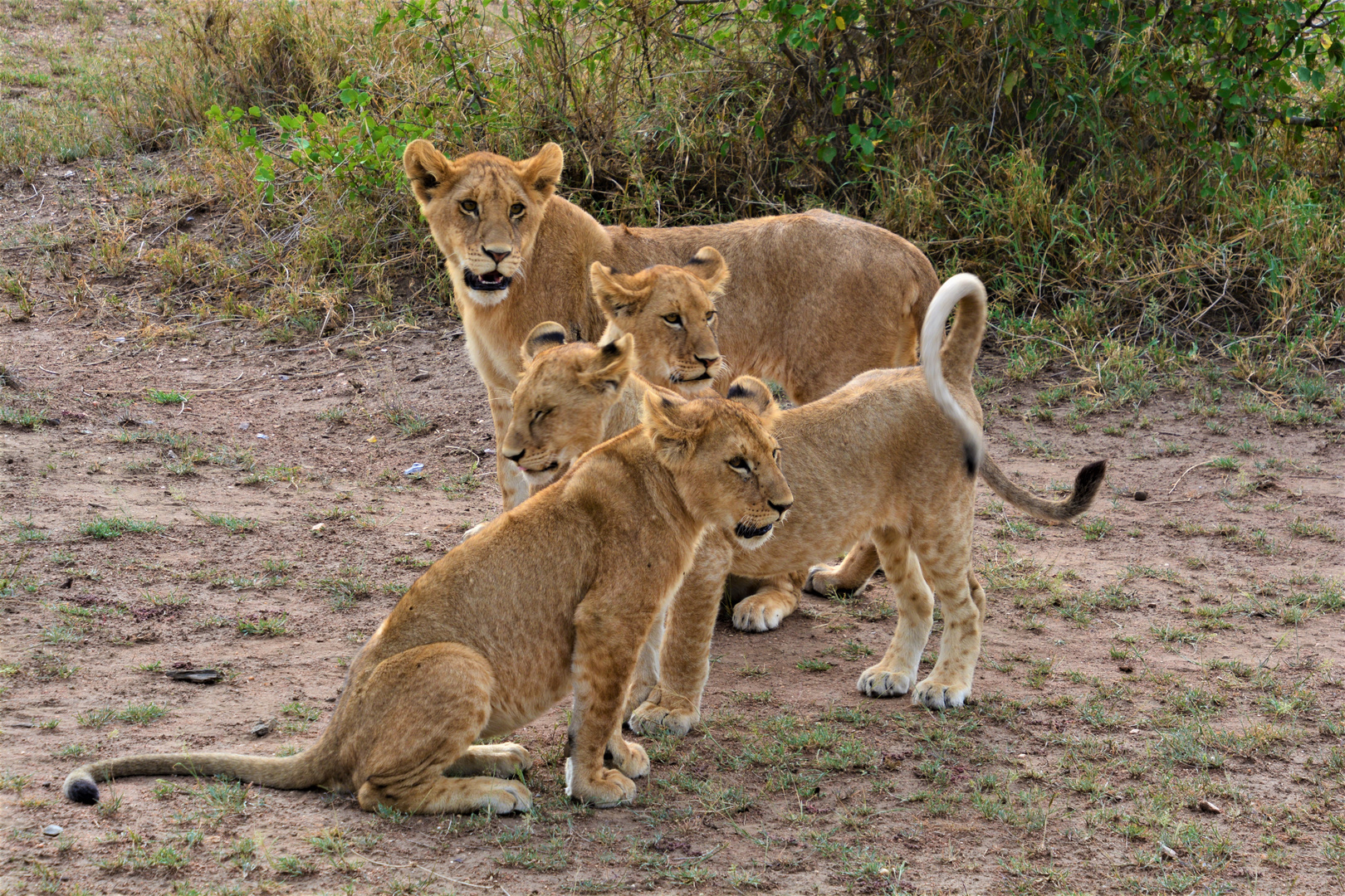 Tansania,Serengeti 