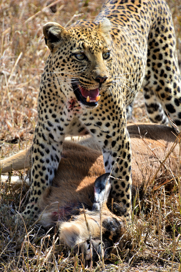 Tansania,Serengeti 