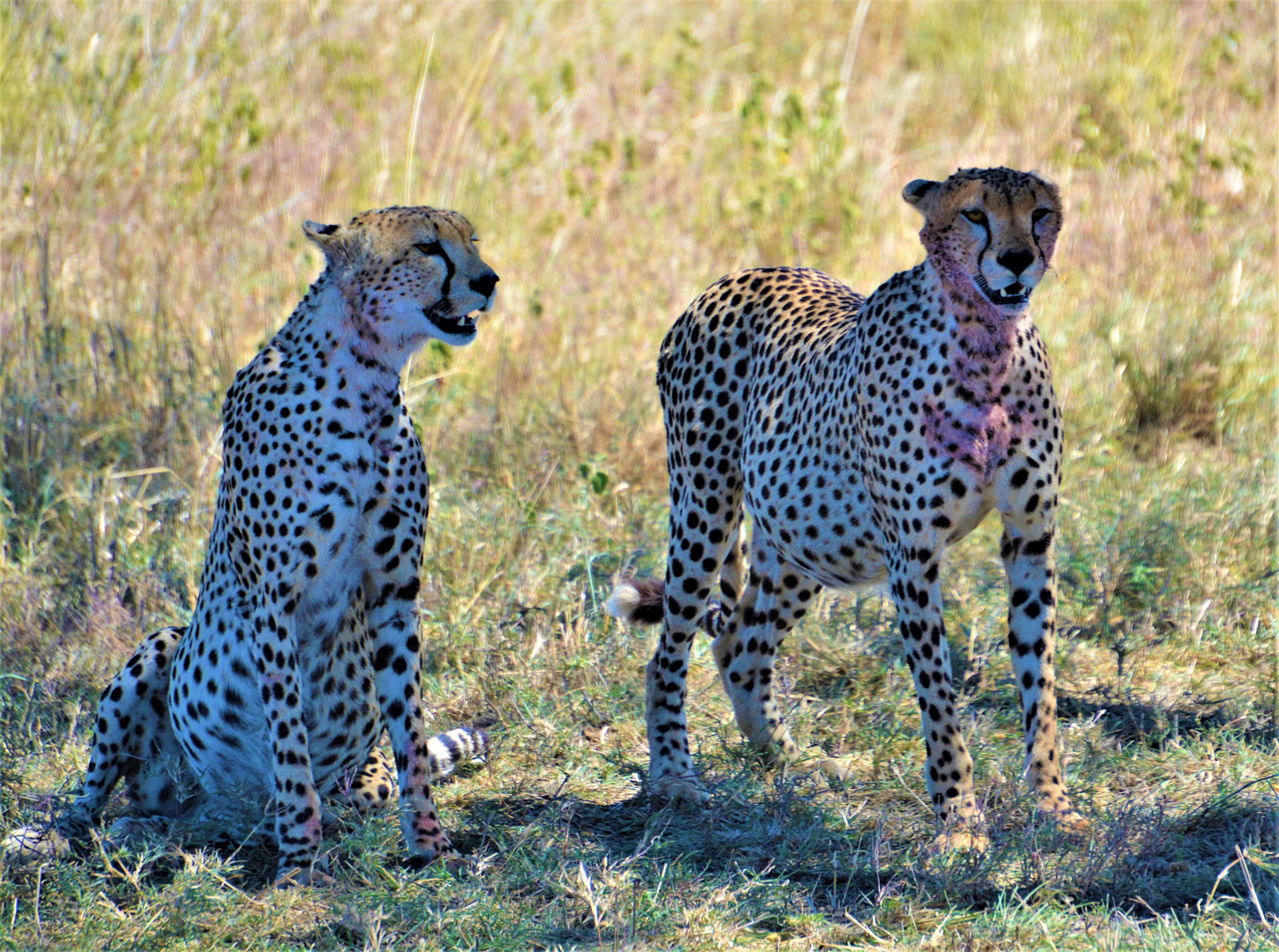 Tansania,Serengeti 