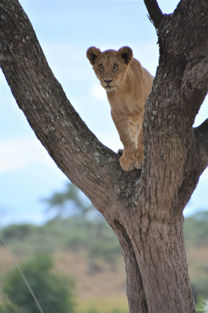 Tansania,Serengeti 