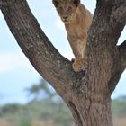 Tansania,Serengeti 