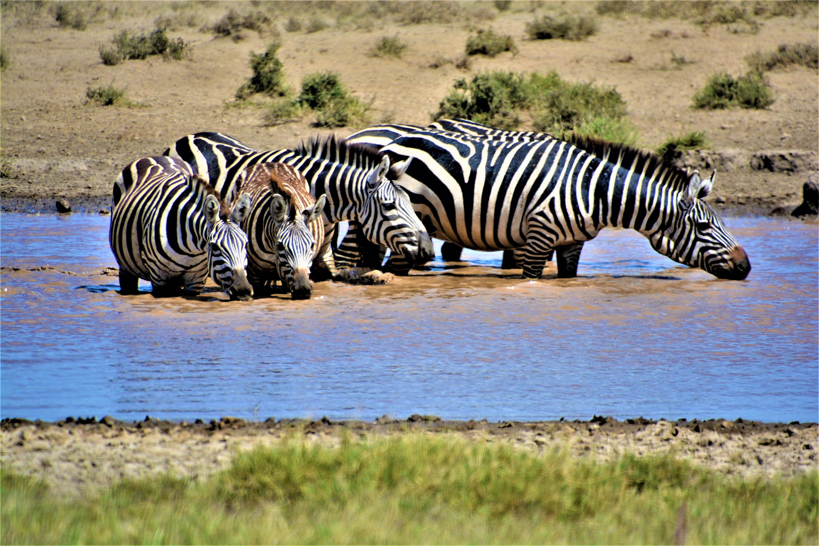 Tansania,Serengeti 