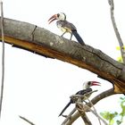 Tansanischer Rotschnabeltoko (Tockus ruaha)