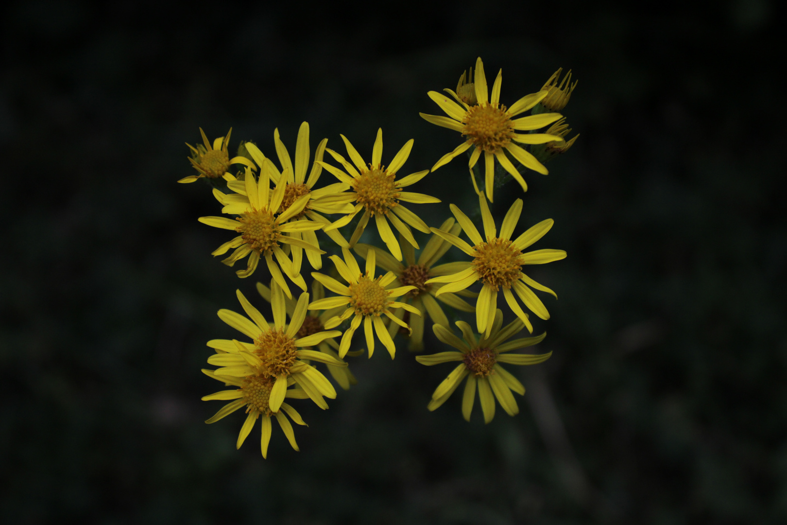 tansy ragwort