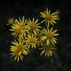 tansy ragwort