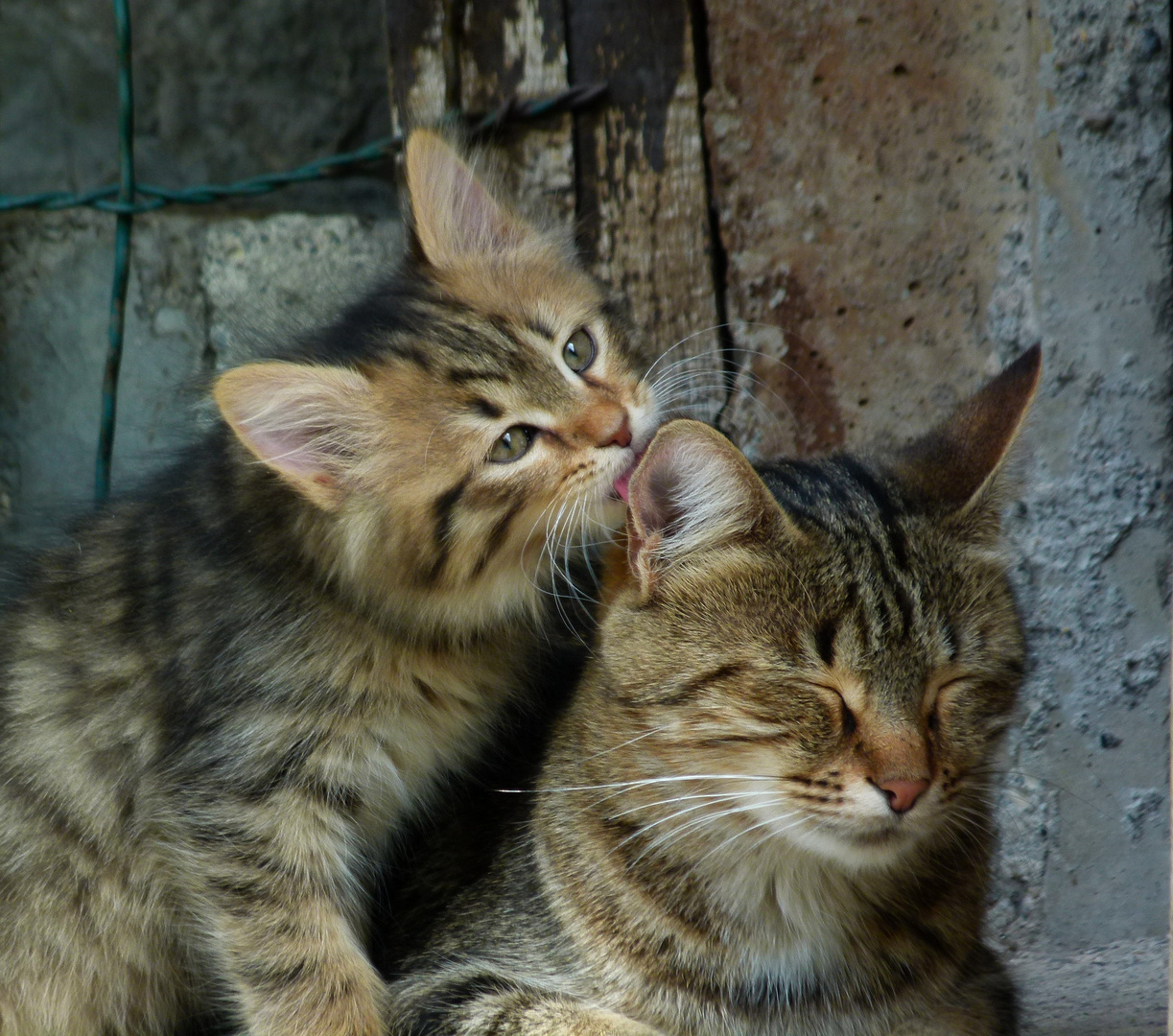 * tant d'amour à te donner, maman *