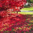 tant de feuilles