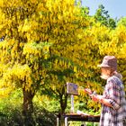  tant de fleurs jaunes