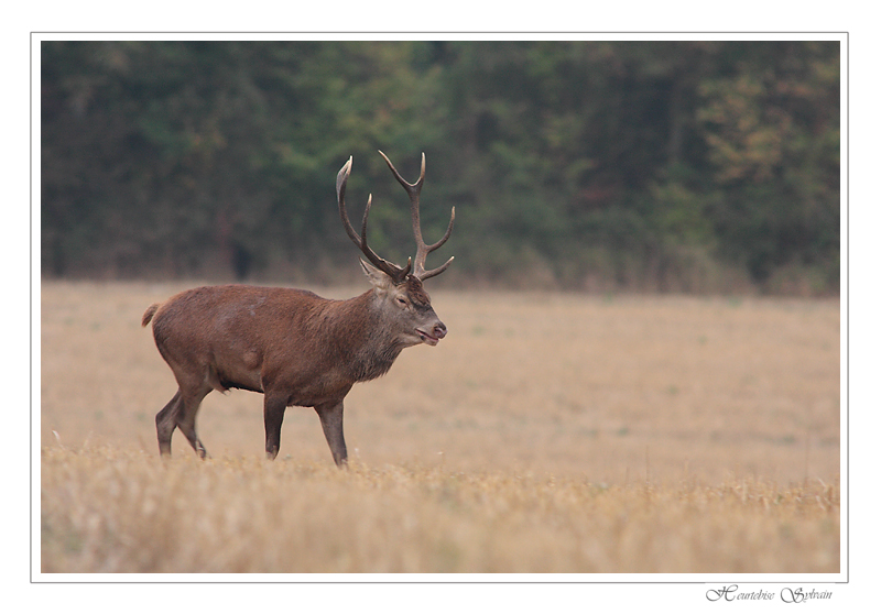 tant qu'il y aura des cerfs