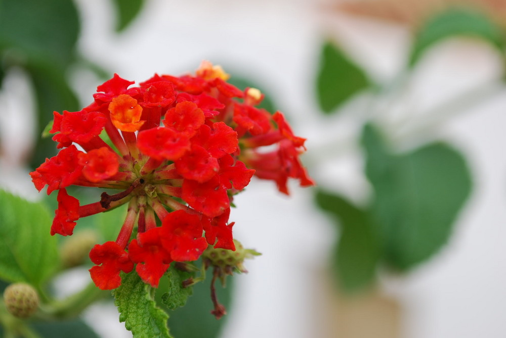 tanta belleza roja