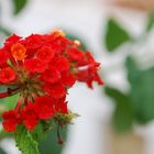 tanta belleza roja