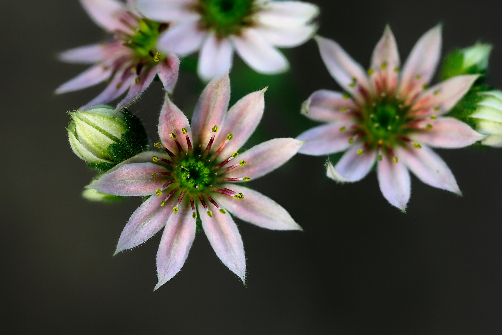 Tanta voglia di fiori e di belle stagioni!