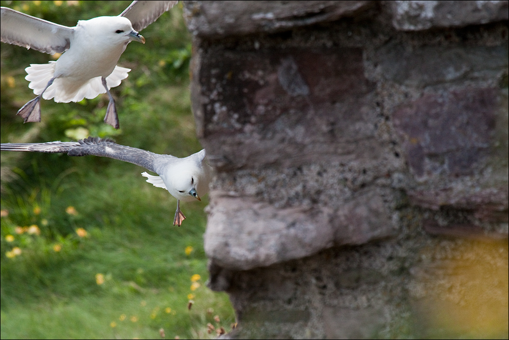 - Tantallon Castle -