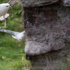 - Tantallon Castle -