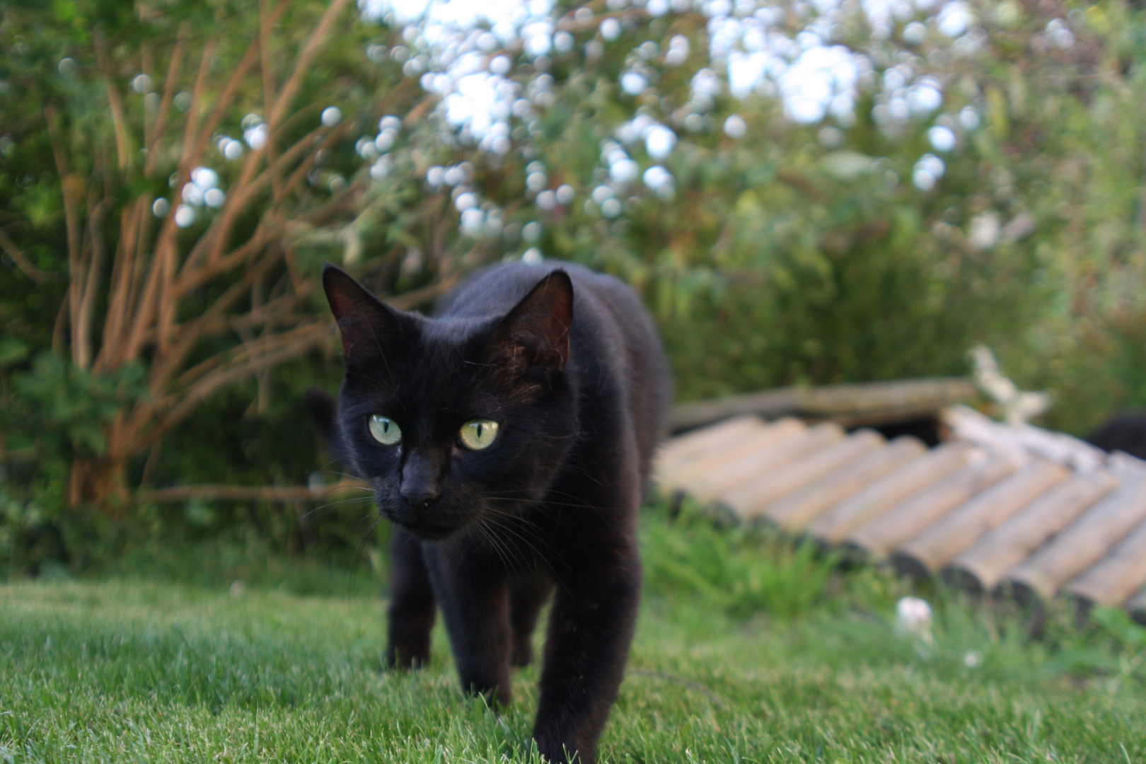 Tante Emma im Garten