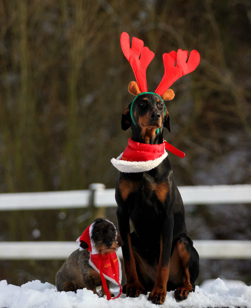 Tante Käthe und der Dobermann