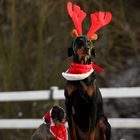 Tante Käthe und der Dobermann