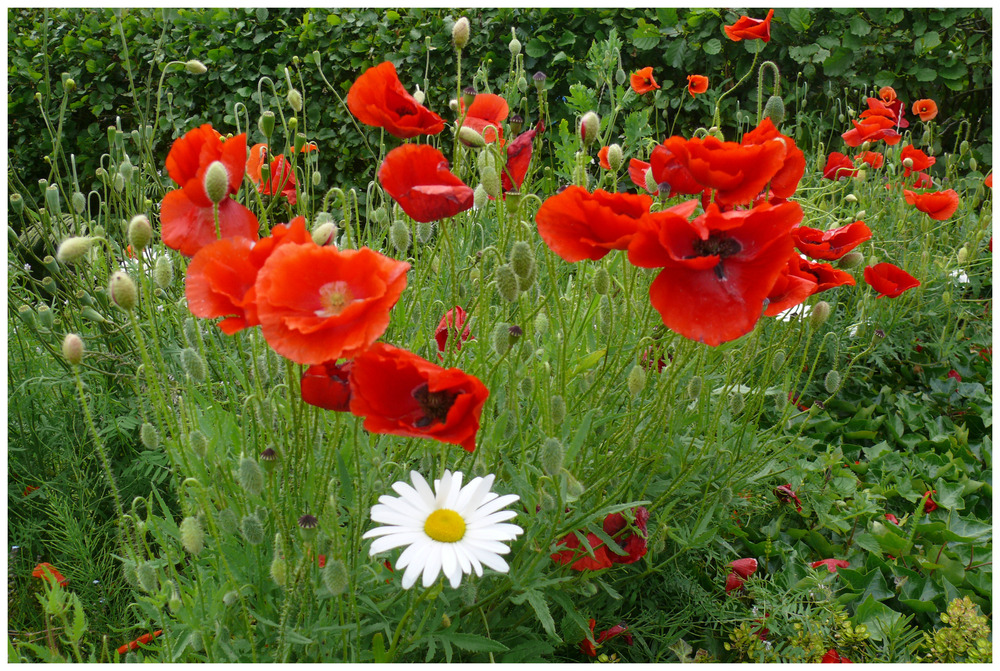 Tante Margerite besucht die Mohn's