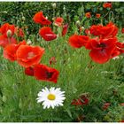 Tante Margerite besucht die Mohn's