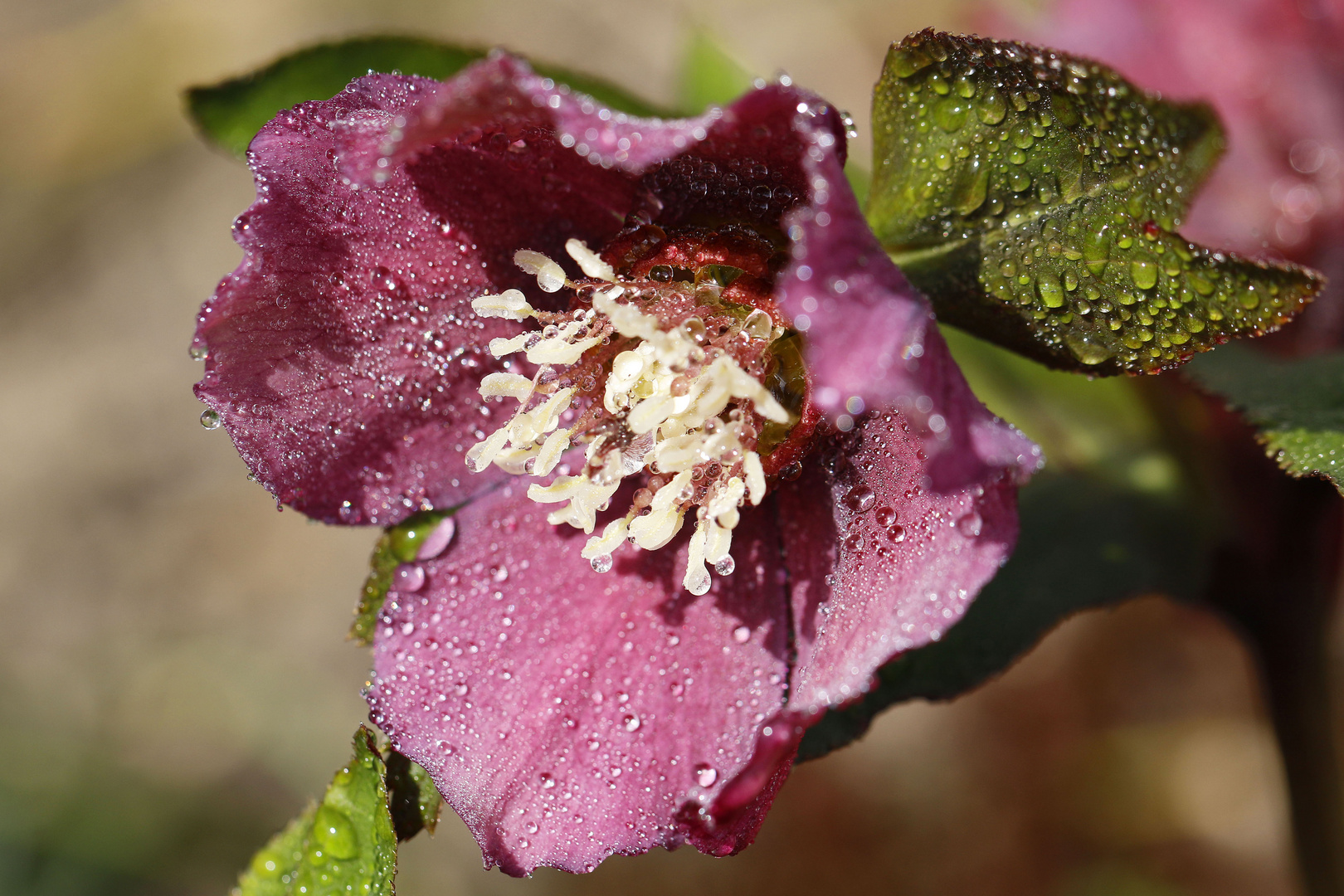 Tante's Garten gibt immer was her...