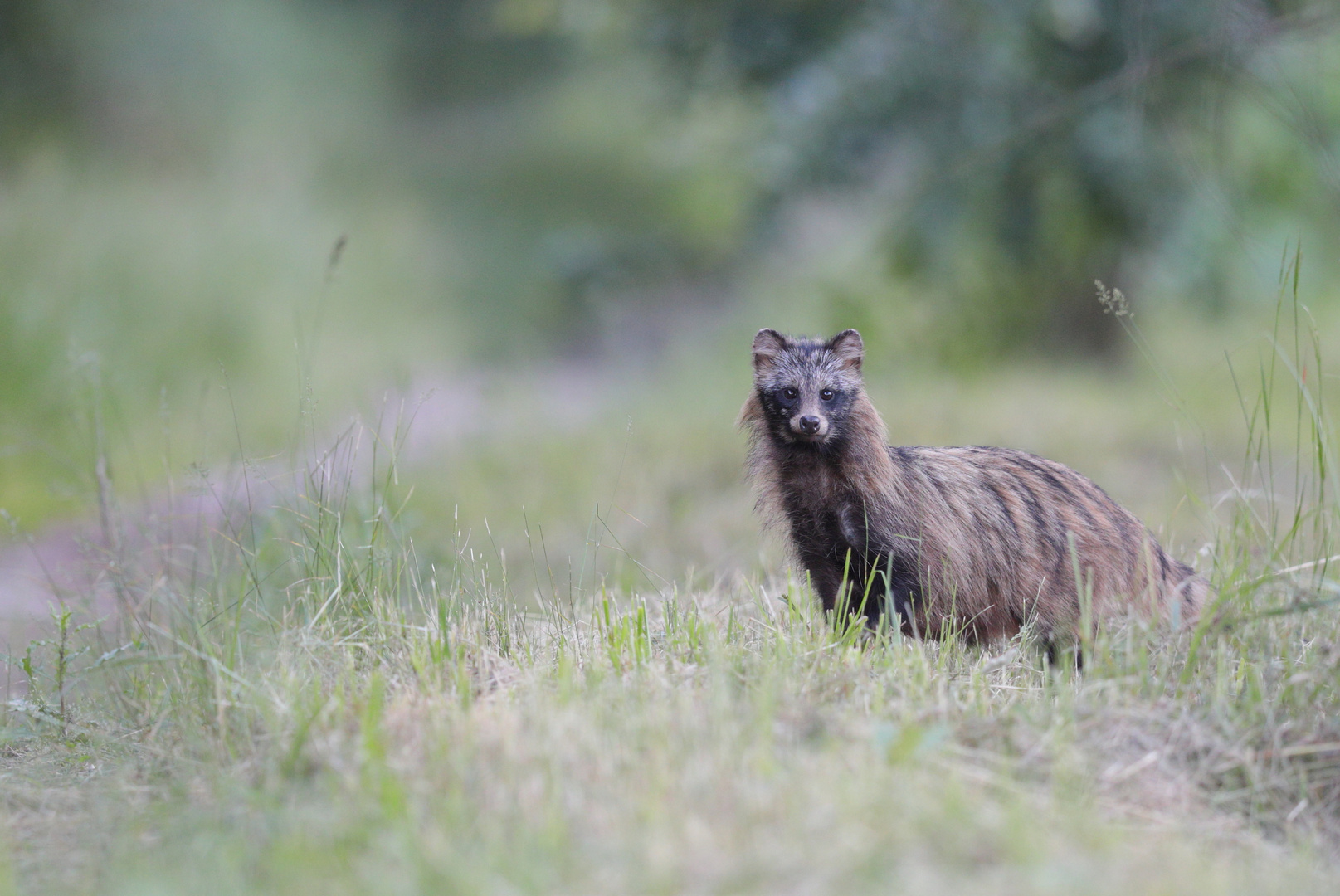 Tanuki