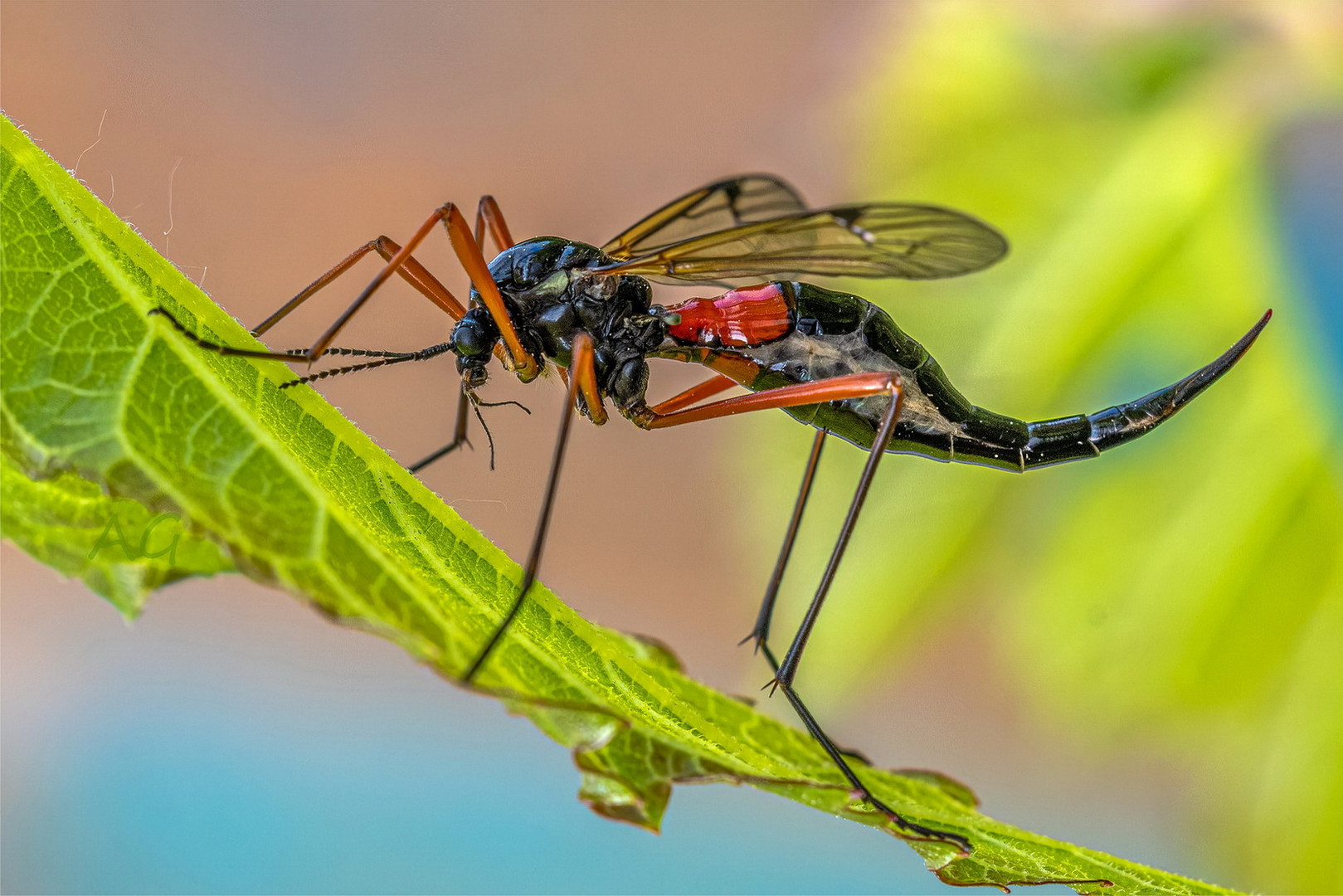 Tanyptera atrata